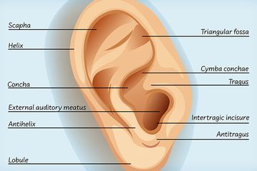 anatomi telinga luar