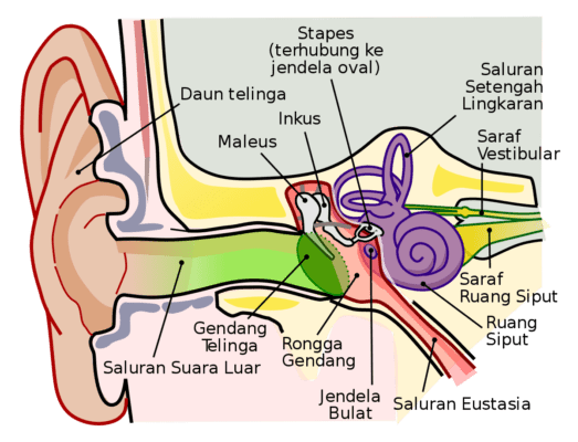 Anatomi Telinga Bagian Tengah