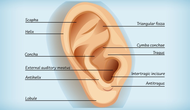 fungsi daun telinga