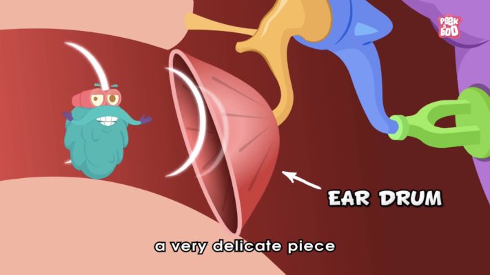 gendang telinga manusia